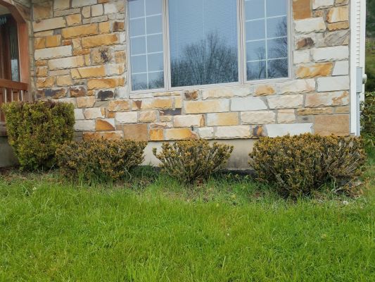 Hedges