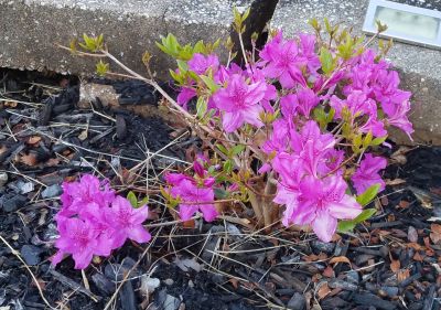 gardeningdiaries00
