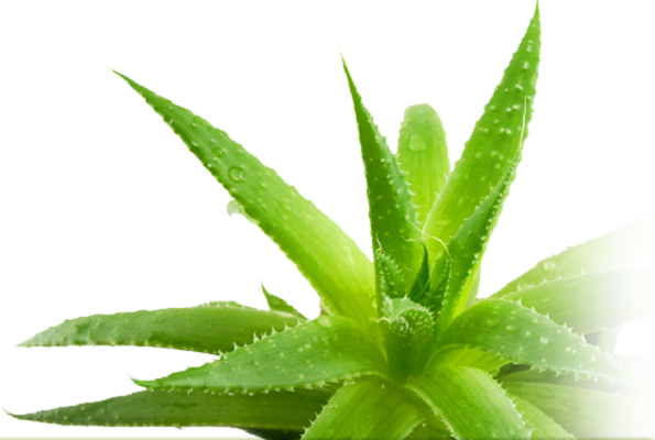 Aloe vera Aloe vera