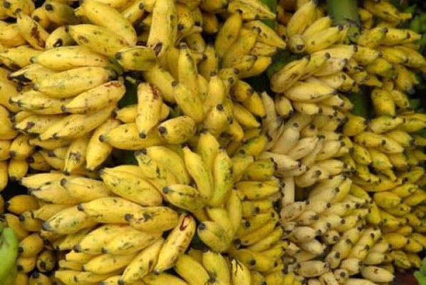 banana banana