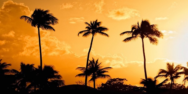 Palm tree Palm tree