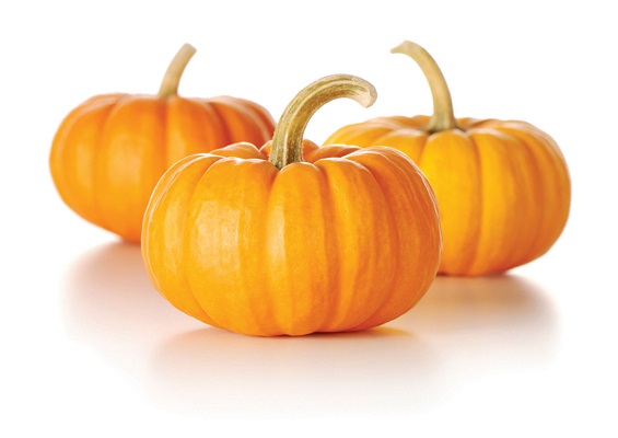 Pumpkin Pumpkin