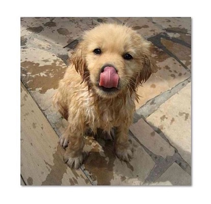 Puppy