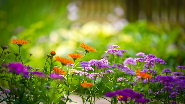 Flowers