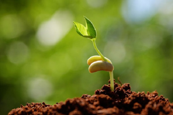 Sprouting