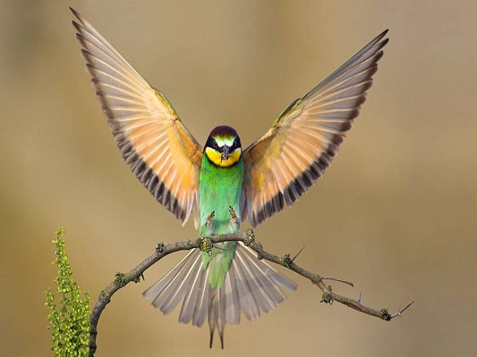 bird