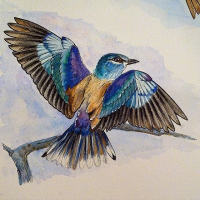 Bird
