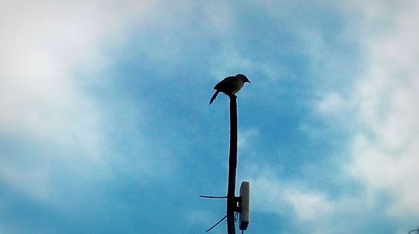 Bird