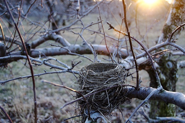 Nest Tree