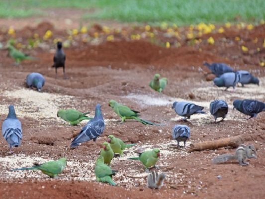birds