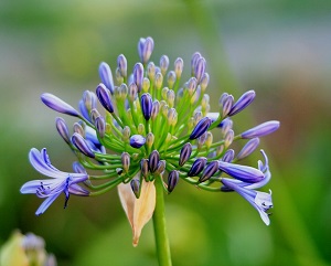 buds