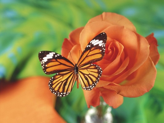 butterfly
