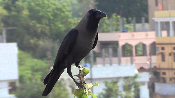 Crow