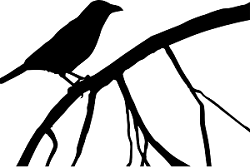 Crow