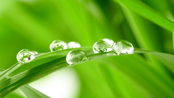 Dew Drops Dew Drops
