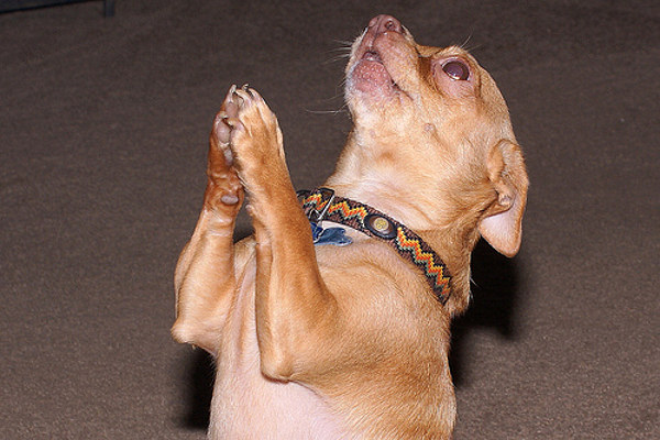 Dog