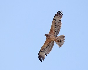eagle