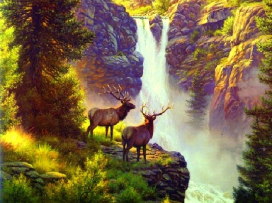 Forest