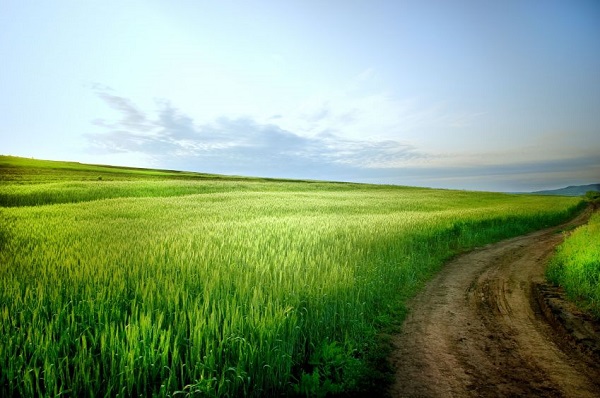 Grass is greener