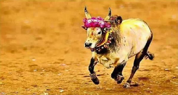Jallikattu