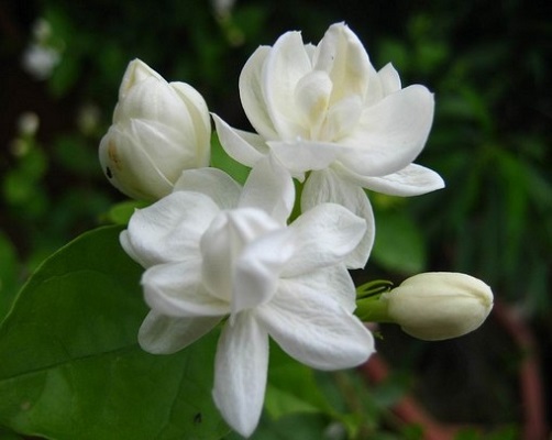 Jasmine