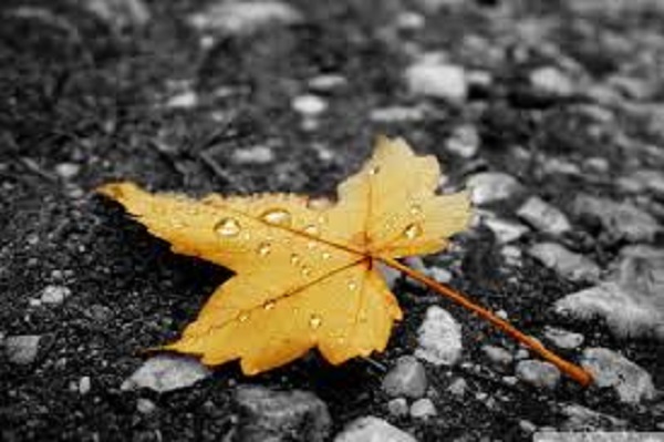 Leaf