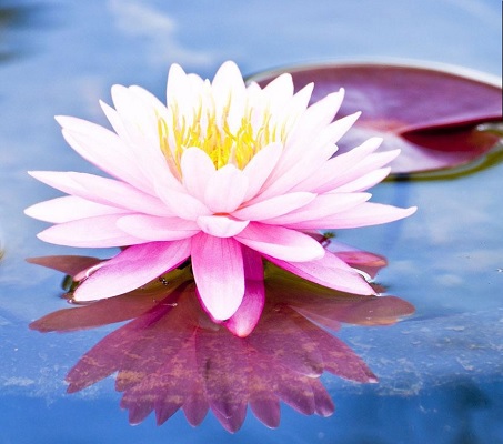 Lotus