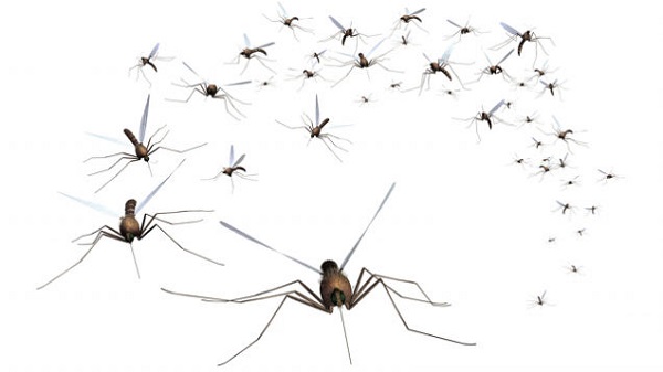 mosquitoes mosquitoes