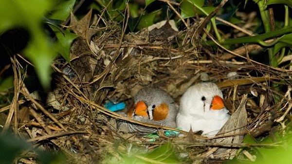 Nest