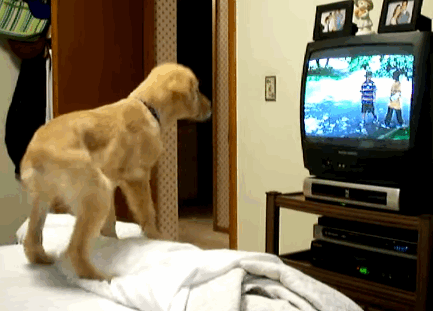 Watch dog