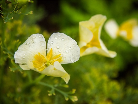 Welcome rain