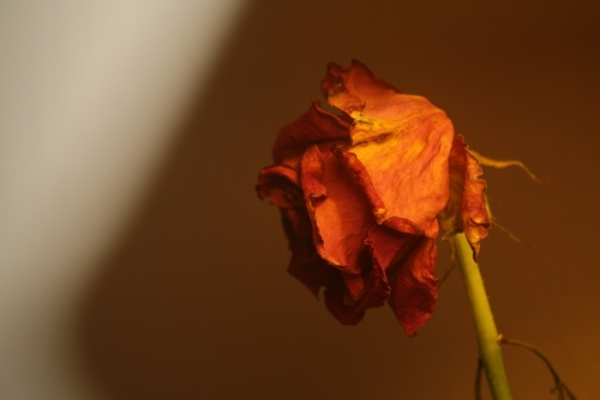 Sad Flower