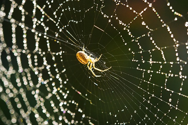 Spider