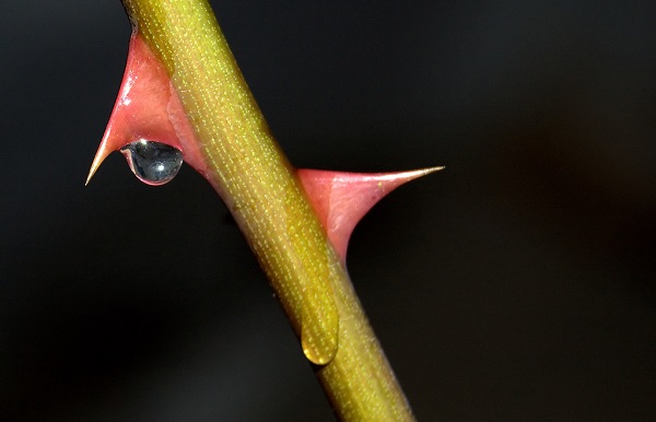 Thorn
