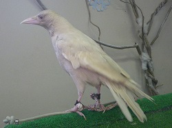 White crow