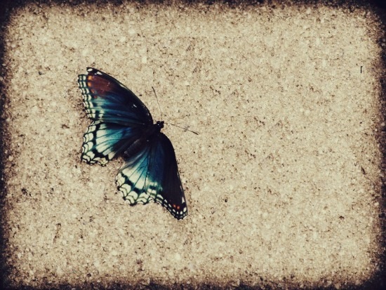 butterfly