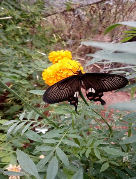 butterfly butterfly