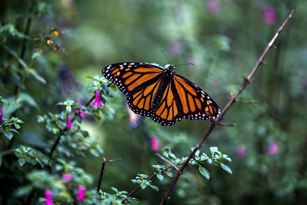 butterfly