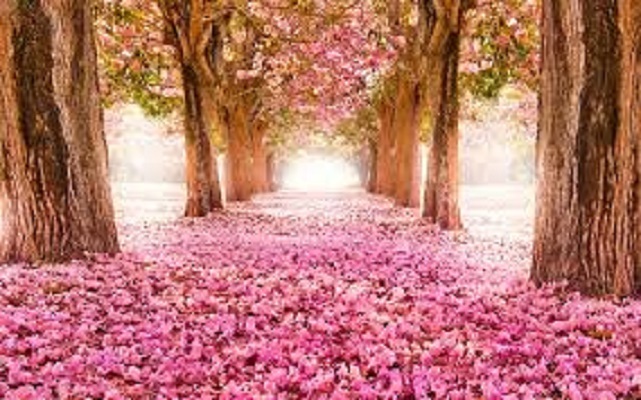 fallenFlowers