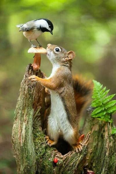 friend