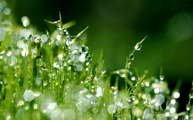 grassWater grassWater