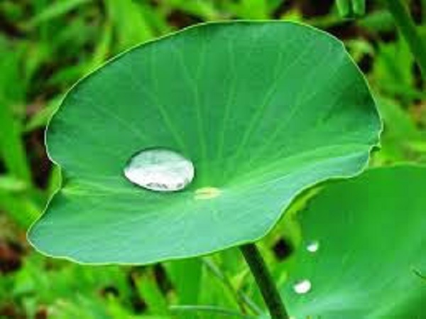 Lotus Lotus
