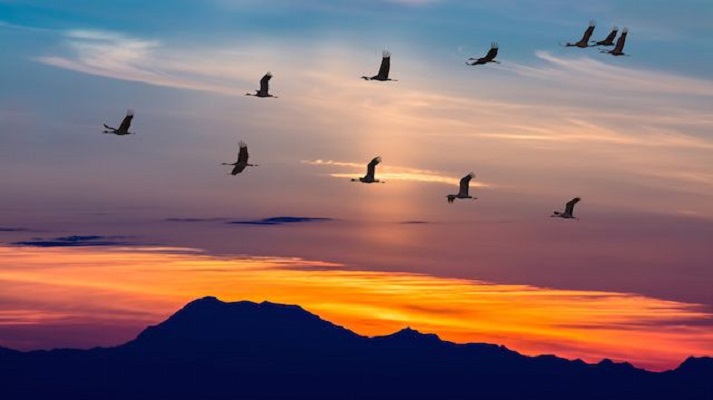 migratingBirds