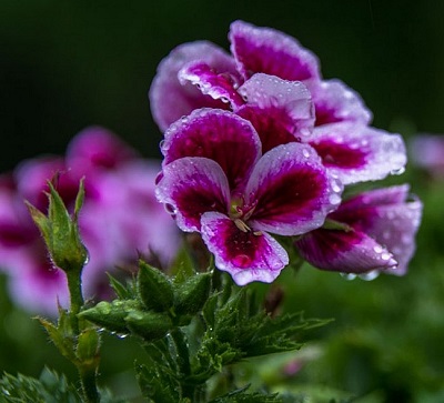 mistyFlowers