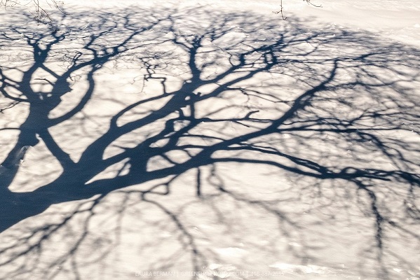 treeShadow