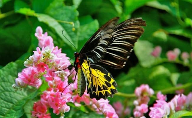 butterfly
