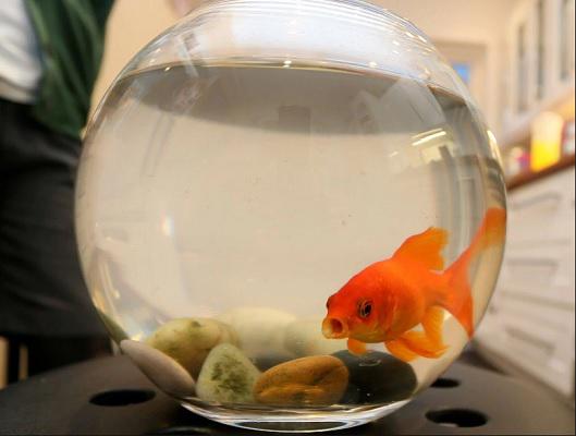 fish