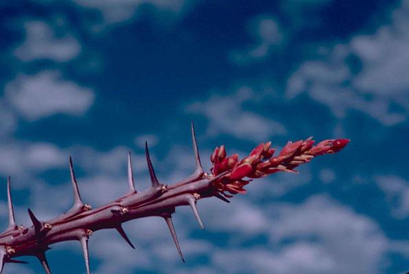 flowerThorn