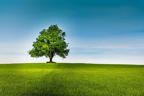 singleTree