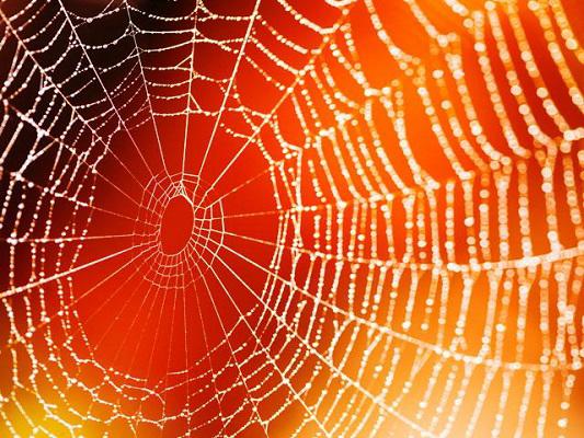 spiderWeb